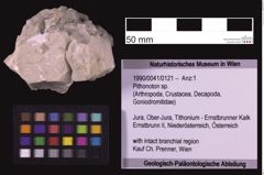 Foto (Objekt + Etiketten) von Pithonoton sp. (NHMW-GEO-1990-0041-0121)